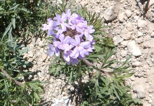 Image of Dakota mock vervain