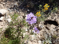 Image of Dakota mock vervain