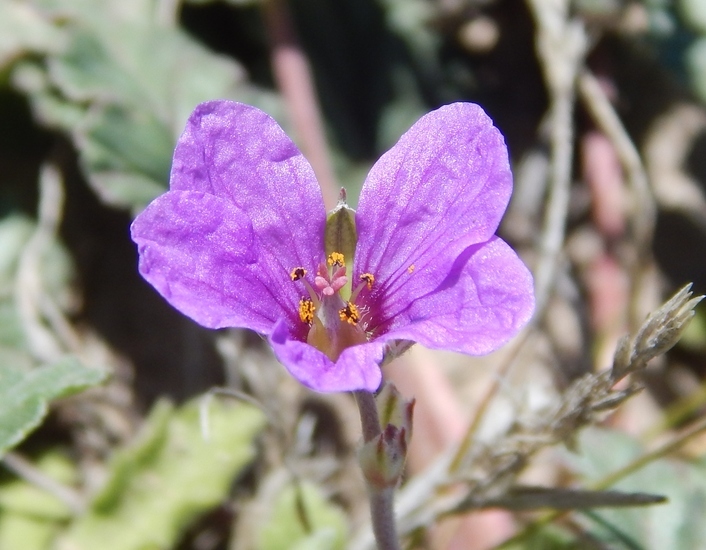 Sivun Erodium texanum A. Gray kuva