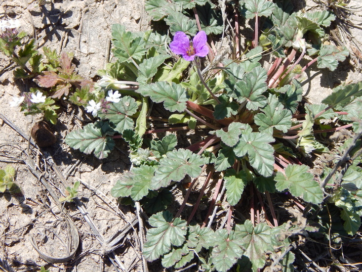 Sivun Erodium texanum A. Gray kuva