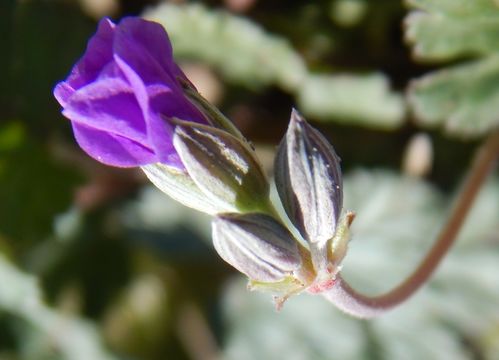 Image of Texas stork's bill