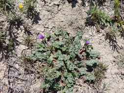 Image of Texas stork's bill