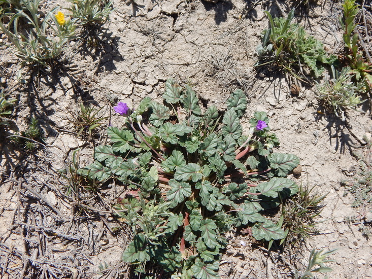 Sivun Erodium texanum A. Gray kuva