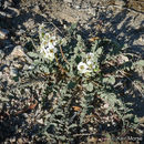 Image of <i>Chylismia claviformis</i> ssp. <i>aurantiaca</i>