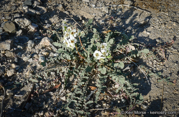 Image of <i>Chylismia claviformis</i> ssp. <i>aurantiaca</i>