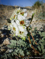 Image of <i>Chylismia claviformis</i> ssp. <i>aurantiaca</i>