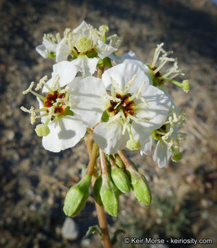 Image of <i>Chylismia claviformis</i> ssp. <i>aurantiaca</i>