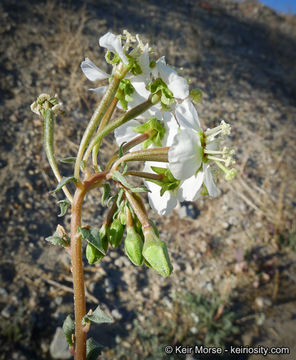 Image of <i>Chylismia claviformis</i> ssp. <i>aurantiaca</i>