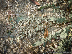 Image of <i>Chylismia claviformis</i> ssp. <i>aurantiaca</i>