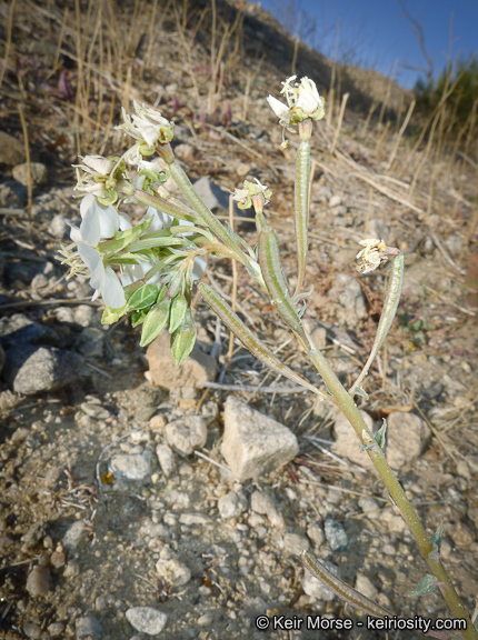 Image of <i>Chylismia claviformis</i> ssp. <i>aurantiaca</i>