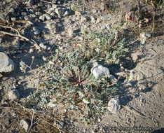 Image of <i>Chylismia claviformis</i> ssp. <i>aurantiaca</i>