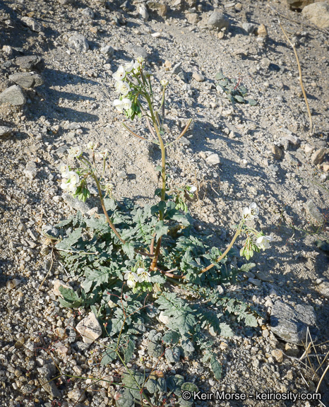 Image of <i>Chylismia claviformis</i> ssp. <i>aurantiaca</i>