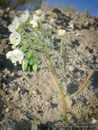 Image of <i>Chylismia claviformis</i> ssp. <i>aurantiaca</i>