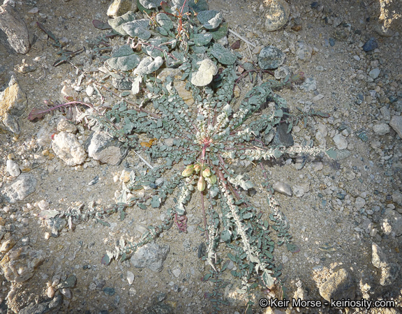 Image of <i>Chylismia claviformis</i> ssp. <i>aurantiaca</i>