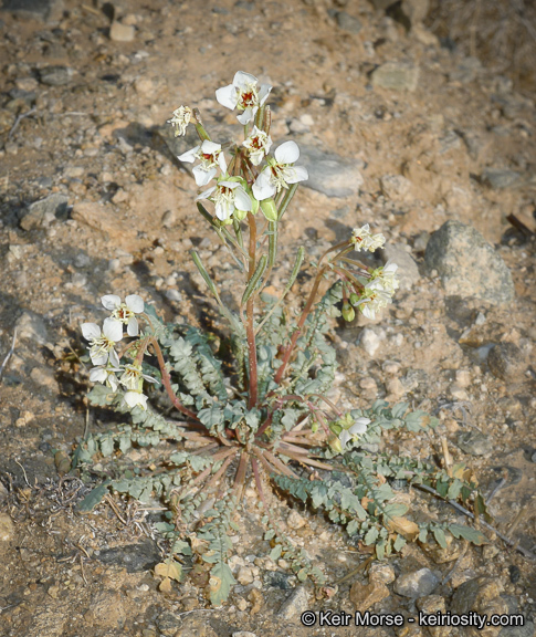 Image of <i>Chylismia claviformis</i> ssp. <i>aurantiaca</i>