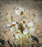 Image of <i>Chylismia claviformis</i> ssp. <i>aurantiaca</i>