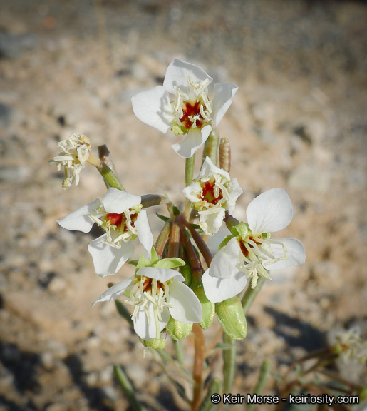 Imagem de <i>Chylismia claviformis</i> ssp. <i>aurantiaca</i>