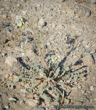 Image of <i>Chylismia claviformis</i> ssp. <i>aurantiaca</i>