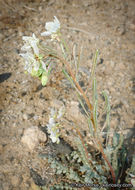 Image of <i>Chylismia claviformis</i> ssp. <i>aurantiaca</i>