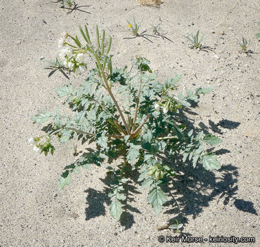 Image of <i>Chylismia claviformis</i> ssp. <i>aurantiaca</i>