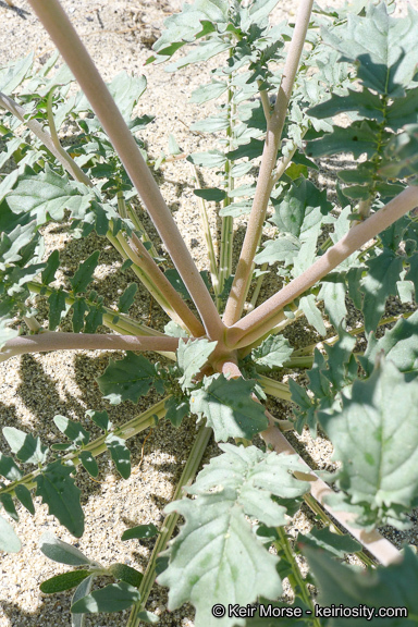 Image of <i>Chylismia claviformis</i> ssp. <i>aurantiaca</i>