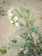 Image of <i>Chylismia claviformis</i> ssp. <i>aurantiaca</i>