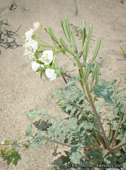 Imagem de <i>Chylismia claviformis</i> ssp. <i>aurantiaca</i>