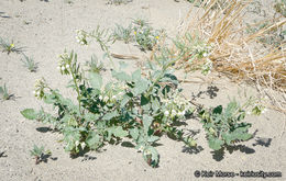 Image of <i>Chylismia claviformis</i> ssp. <i>aurantiaca</i>