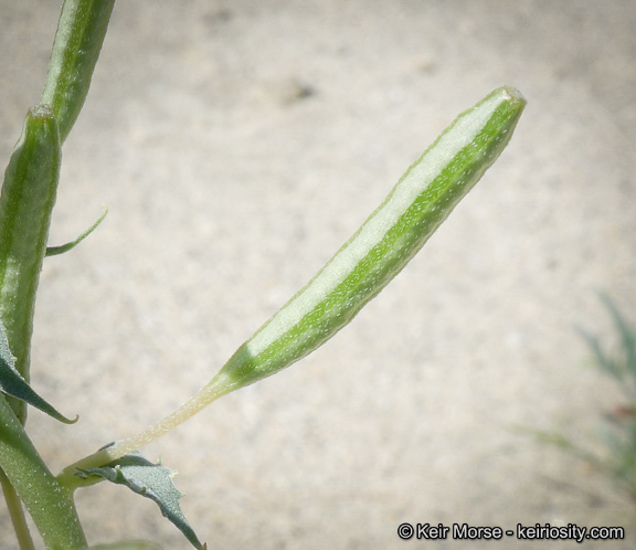 Image of <i>Chylismia claviformis</i> ssp. <i>aurantiaca</i>