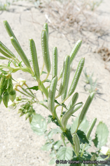 Image of <i>Chylismia claviformis</i> ssp. <i>aurantiaca</i>