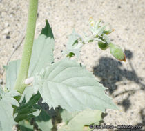 Image of <i>Chylismia claviformis</i> ssp. <i>aurantiaca</i>