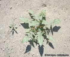 Image of <i>Chylismia claviformis</i> ssp. <i>aurantiaca</i>