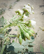 Image of <i>Chylismia claviformis</i> ssp. <i>aurantiaca</i>