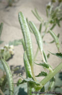 Image of <i>Chylismia claviformis</i> ssp. <i>aurantiaca</i>