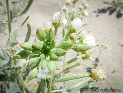 Image of <i>Chylismia claviformis</i> ssp. <i>aurantiaca</i>
