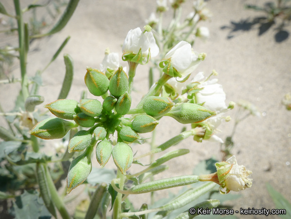 Image of <i>Chylismia claviformis</i> ssp. <i>aurantiaca</i>