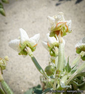Image of <i>Chylismia claviformis</i> ssp. <i>aurantiaca</i>