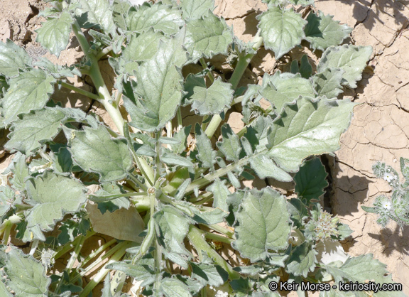 Imagem de Chylismia claviformis subsp. peirsonii (Munz) W. L. Wagner & Hoch