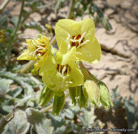 Imagem de Chylismia claviformis subsp. peirsonii (Munz) W. L. Wagner & Hoch