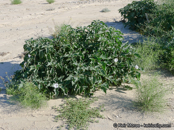 Image de Datura discolor Bernh.