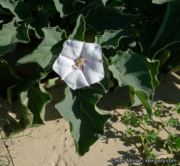 Image de Datura discolor Bernh.