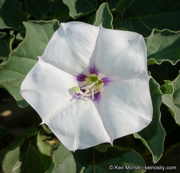 Image de Datura discolor Bernh.