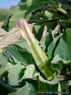 Image de Datura discolor Bernh.