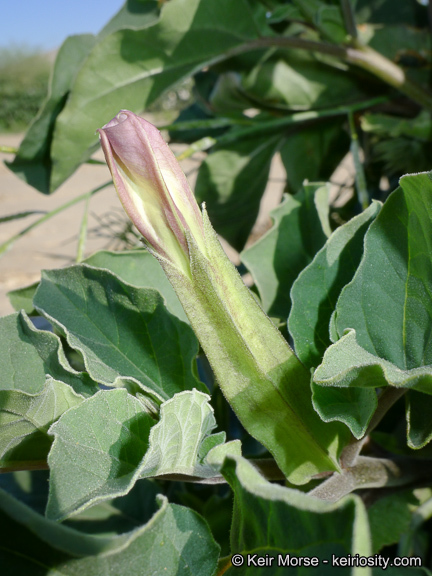 Image de Datura discolor Bernh.