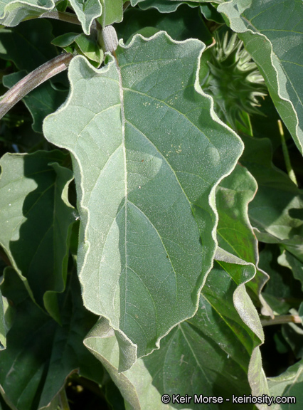 Image de Datura discolor Bernh.