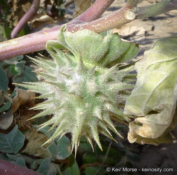 Image de Datura discolor Bernh.