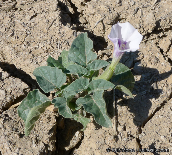 Image de Datura discolor Bernh.