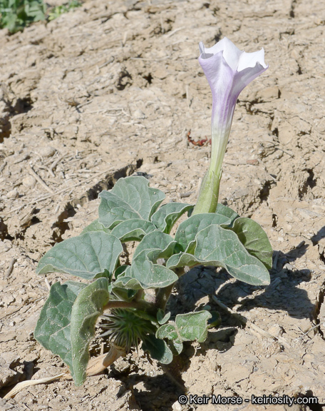 Image de Datura discolor Bernh.