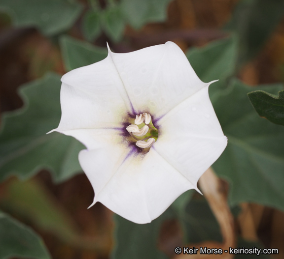 Image de Datura discolor Bernh.