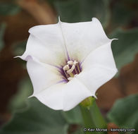 Image de Datura discolor Bernh.